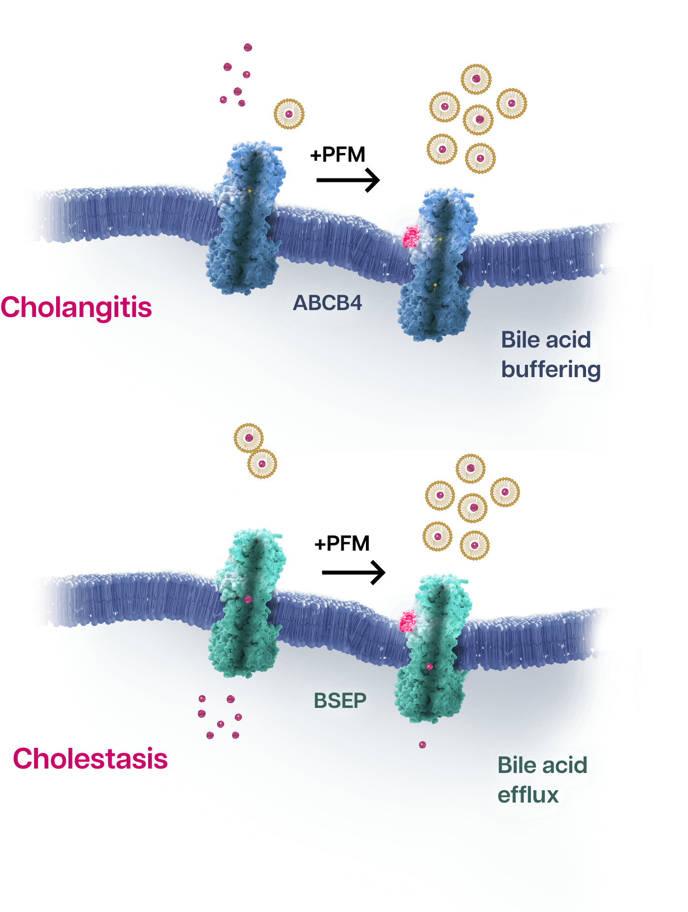 RTY-694, is an orally available dual-acting Positive Functional Modulator.